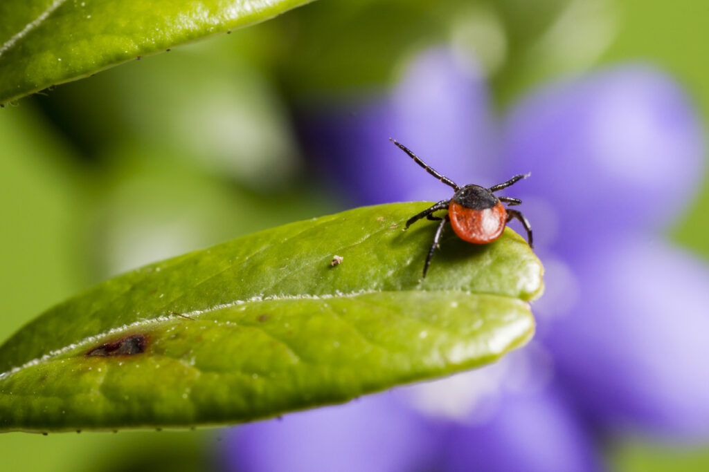 A tick is perched on a green leaf with purple flowers in the background.