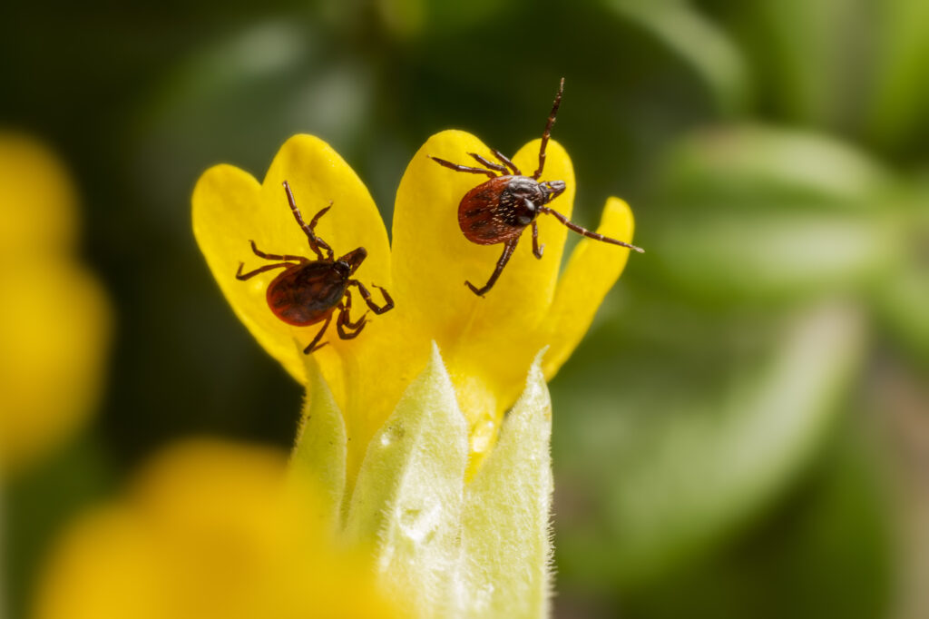 Two ticks are perched on the petals of a yellow flower, with a blurred green background.