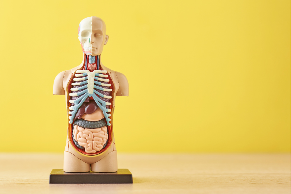 Model of a human body displaying internal organs, set against a bright yellow background.